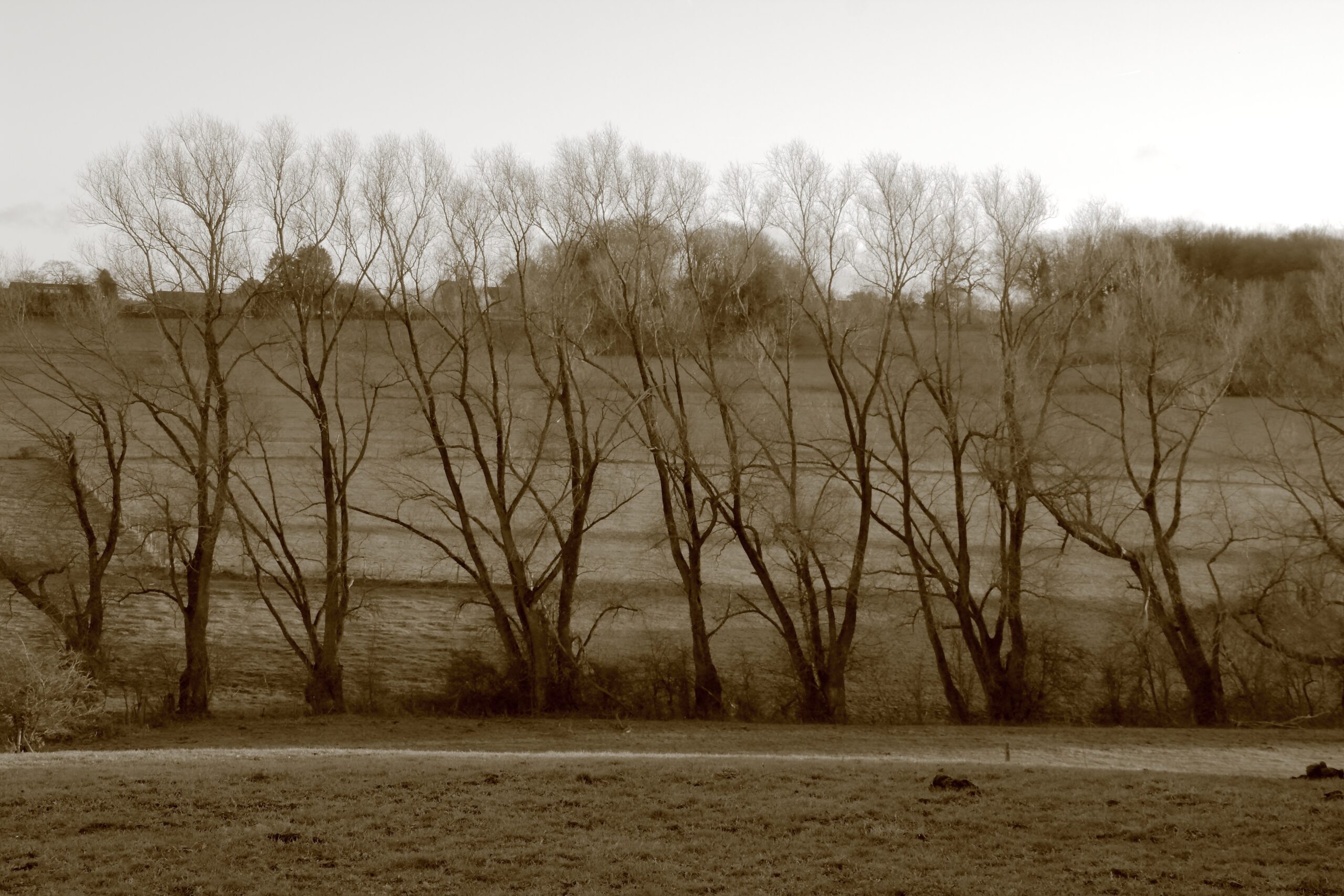 Betrayal Has Many Faces - bare autumn trees in fog