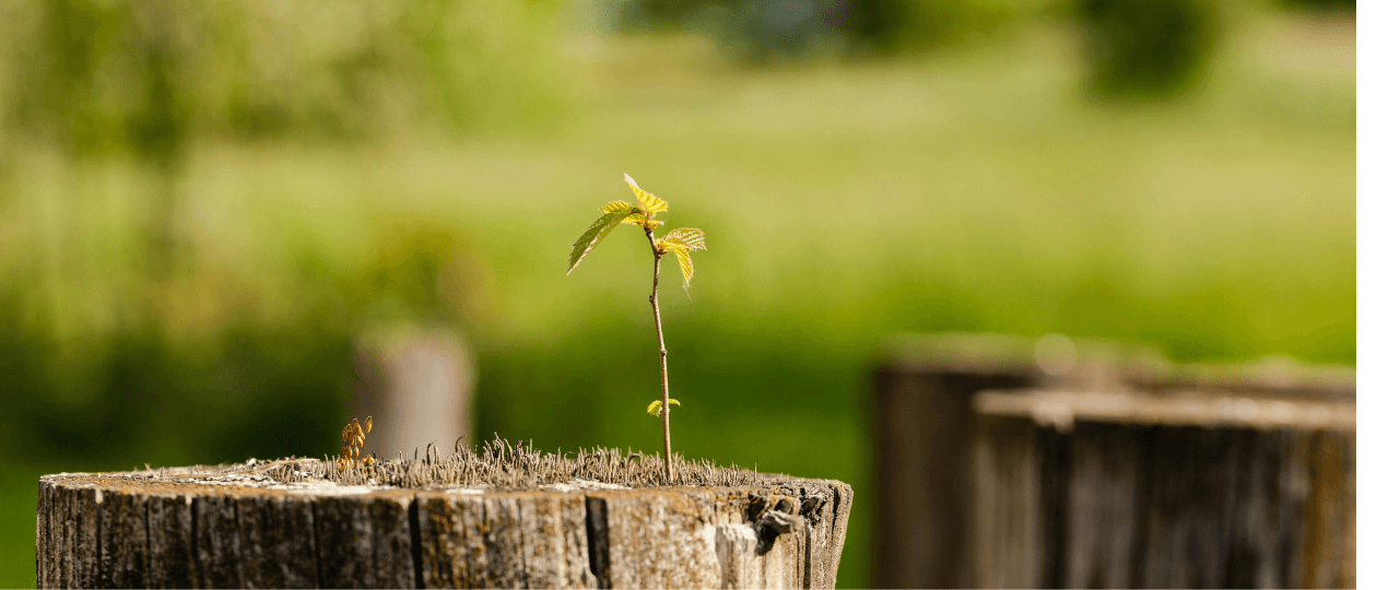 What Healing Really Looks Like - regeneration somatic blog post